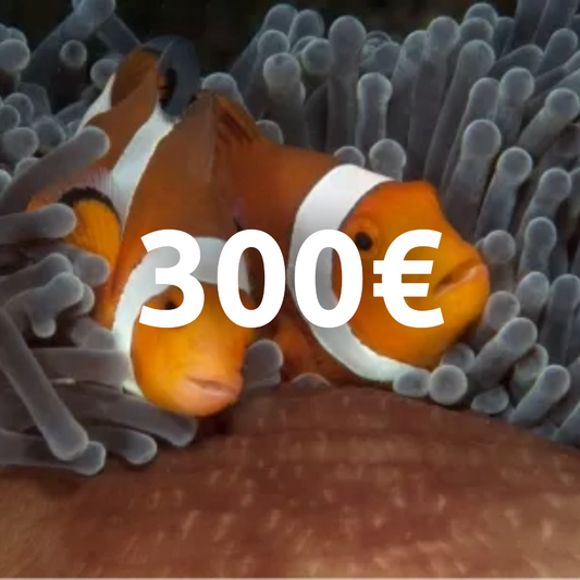 Carte cadeau 300€ !